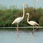 Delfini * Llido Degli Estensi