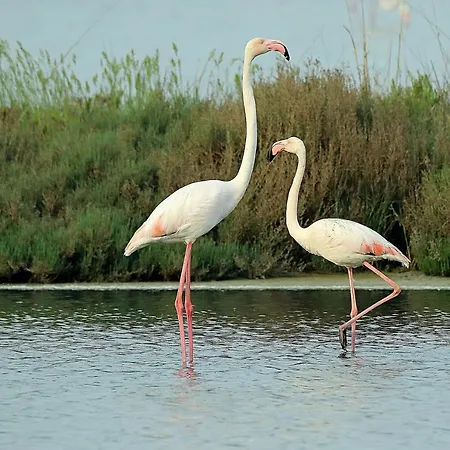 Delfini * Llido Degli Estensi