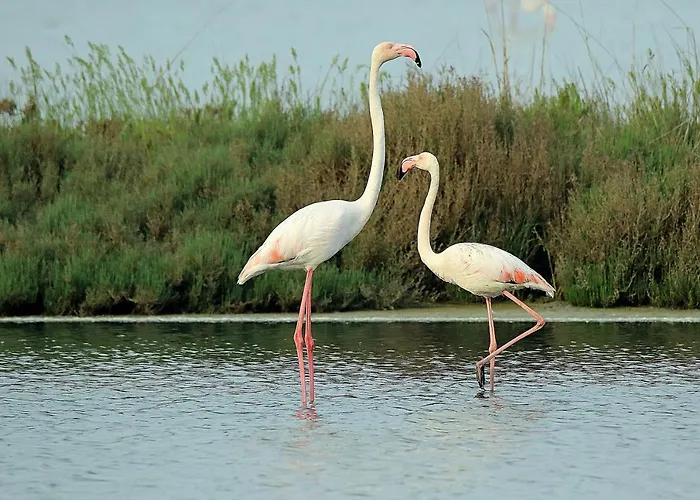 Delfini * Llido Degli Estensi